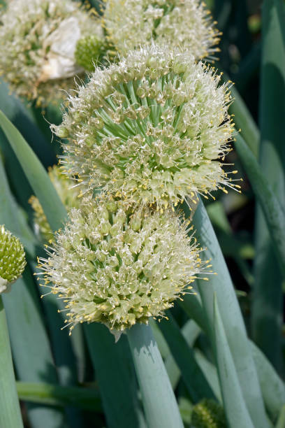 istock Close-up image of Welsh onion blossoming 1361298932