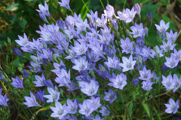 istock Close-up image of Ithuriels Spear flowers 1361299000