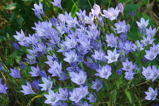 Ithuriels Spear (Brodiaea 'Queen Fabiola'). Called Triplet lily, Pretty face and Wild hyacinth also. Another botanical ame is Triteleia laxa 'Queen Fabiola'