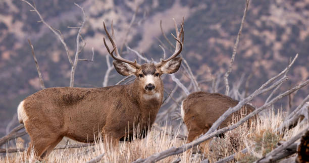뮬 사슴 (오도코오일 헤미오누스)는 서부 북미 원주민 사슴입니다. - mule deer 뉴스 사진 이미지