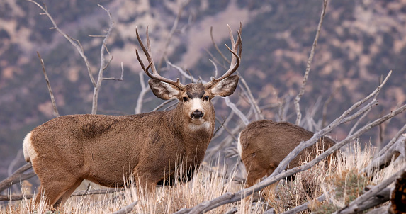 Mule deer (Odocoileus hemionus) is a deer indigenous to western North America