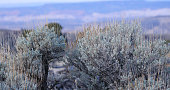 Sage brush in the high desert. Scenic view of the Eastern Sierra Nevada