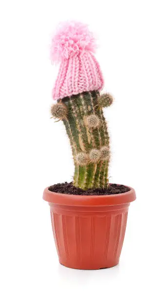 Photo of Cactus in a pot and a pink hat.