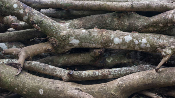 木の丸太, 積み上げ薪, クローズアップ - branch plant part ストックフォトと画像