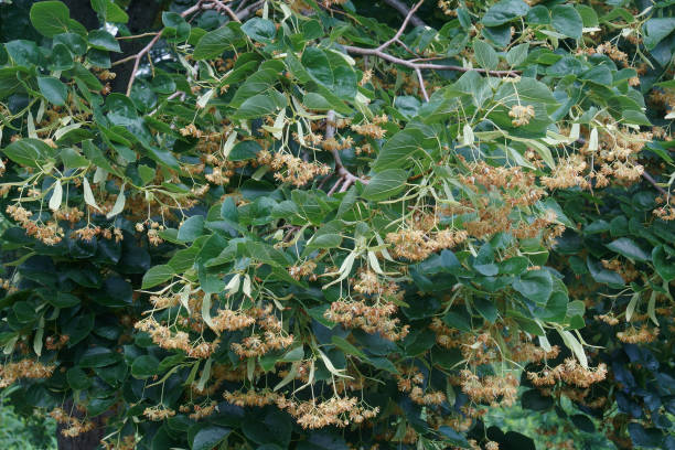 Close-up image of Caucasia linden in blossom Caucasia linden (Tilia x euchlora). Called Crimean linden also. Hybrid between Tilia cordata and Tilia dasystyla. tilia cordata stock pictures, royalty-free photos & images