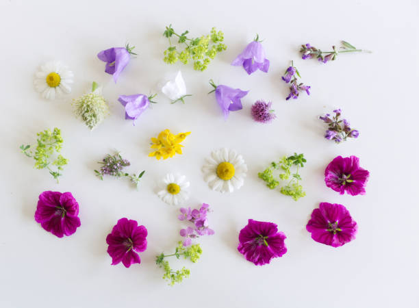 istock Edible flowers collection isolated on white background. Top view. 1361301098