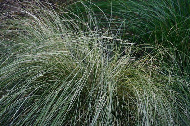 istock Silk Tassel Japanese sedge plant 1361301204