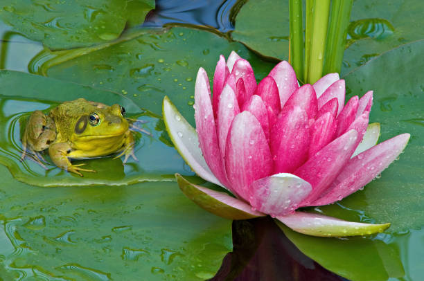 istock Pink Water Lily and Green Frog 1361301260