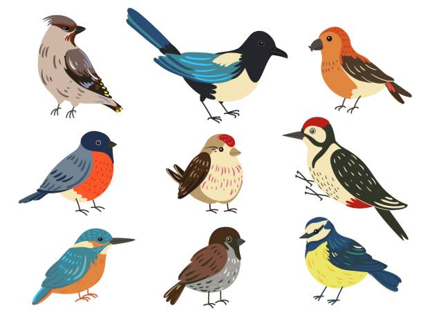 ilustraciones, imágenes clip art, dibujos animados e iconos de stock de lindos pájaros de invierno. animales voladores del bosque y de la ciudad. urraca y bullfinch. teta y gorrión. diferentes tipos de coloridos personajes emplumados. pájaro carpintero o martín pescador. conjunto de fauna vectorial - beak biology bird multi colored