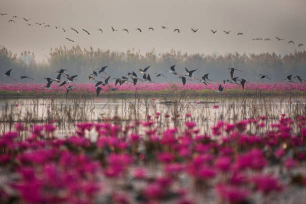 Flocks of natural birds are flying out in the morning Flocks of natural birds are flying out in the morning for food in the water-filled fields and abundant red lotuses. udon thani stock pictures, royalty-free photos & images