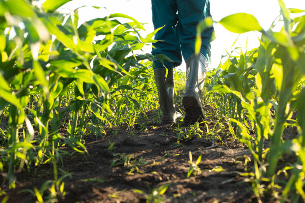 istock Low angle view at farmer feet in rubber boots walking along maize stalks 1361301632