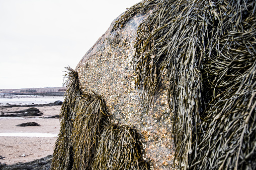 Knotted wrack seaweed on a rock on a beach. Ascophyllum nodosum.