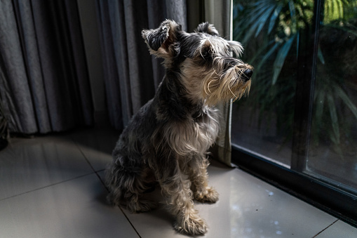 Portrait of a miniature schnauzer (mini schnauzer) puppy dog gazing out of a window