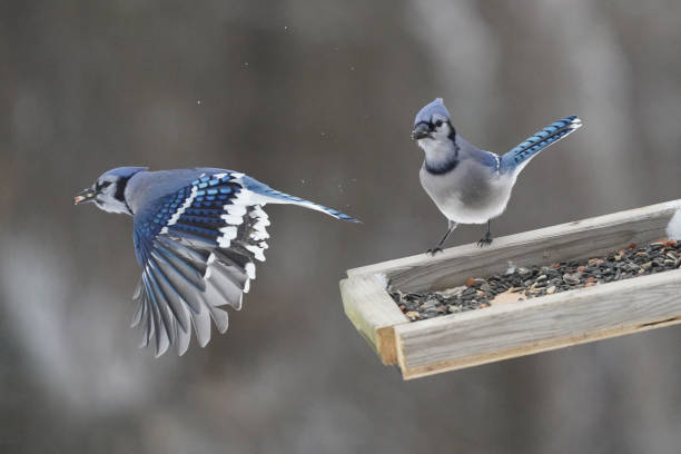 istock Blue Jays fighting over food 1361306502