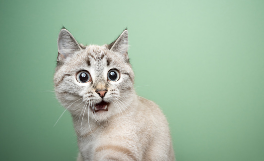 funny cat looking shocked with mouth open portrait on green background with copy space