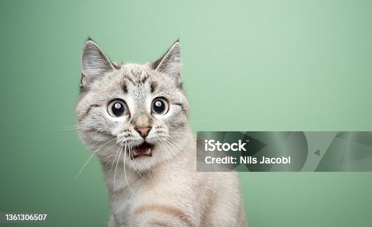 istock funny cat looking shocked with mouth open 1361306507