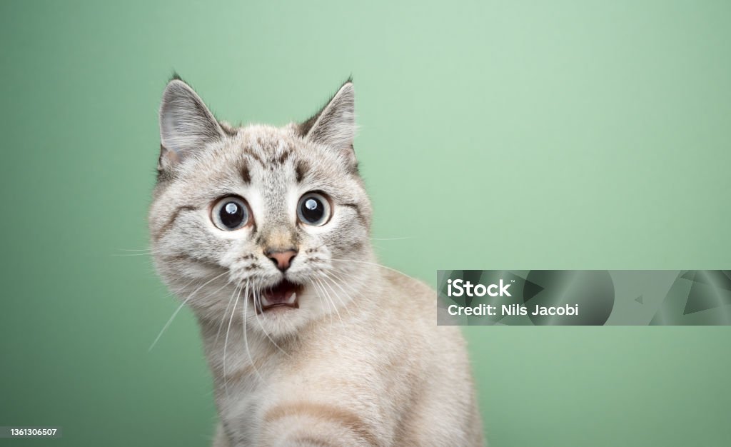 funny cat looking shocked with mouth open funny cat looking shocked with mouth open portrait on green background with copy space Shock Stock Photo