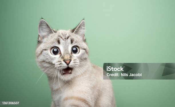 Funny Cat Looking Shocked With Mouth Open Stock Photo - Download Image Now - Domestic Cat, Surprise, Shock