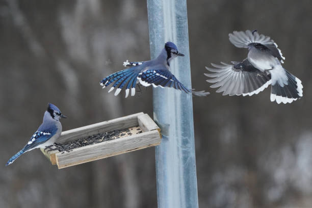 istock Blue Jays fighting over food 1361306522