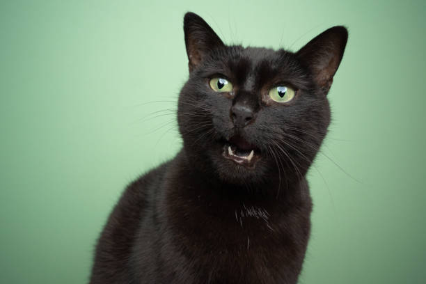 istock black cat with green eyes meowing  on green background 1361306523