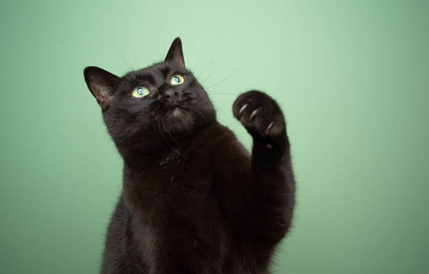 playful black cat on green background reaching up raising paw