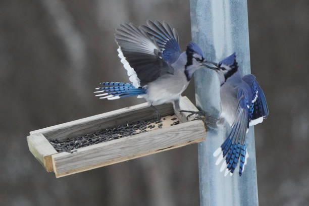 istock Blue Jays fighting over food 1361306546