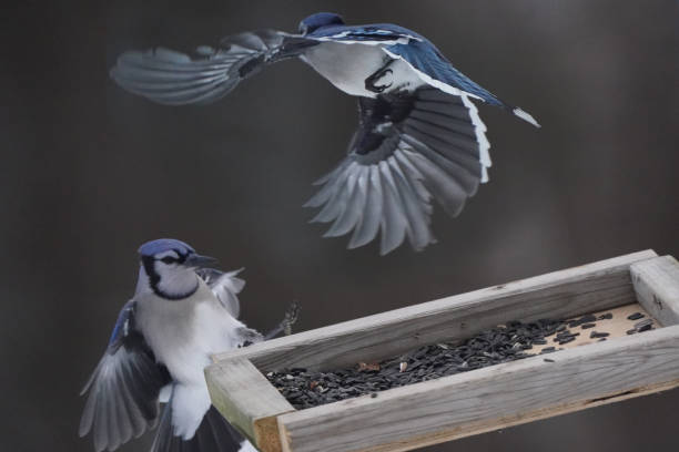 istock Blue Jays fighting over food 1361306566