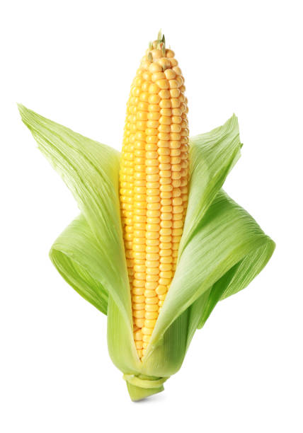 mazorca de maíz crudo maduro con cáscara aislada sobre blanco - corn corn crop corn on the cob isolated fotografías e imágenes de stock