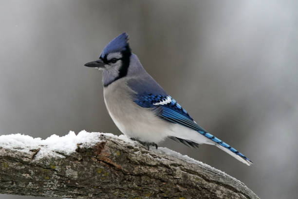 istock Blue Jays fighting over food 1361306718