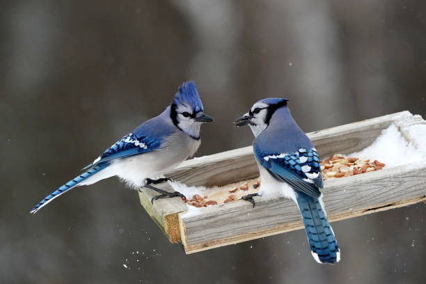 istock Blue Jays fighting over food 1361306720