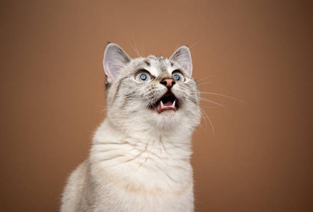 istock excited cat chattering or meowing with mouth open 1361306757