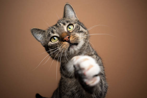istock curious tabby white cat playing raising up paw on brown background 1361306863