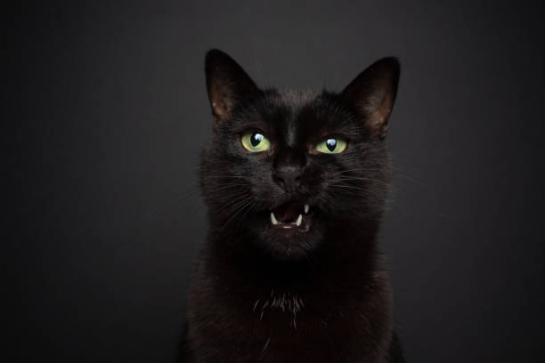 istock black cat meowing on black background with copy space 1361307598