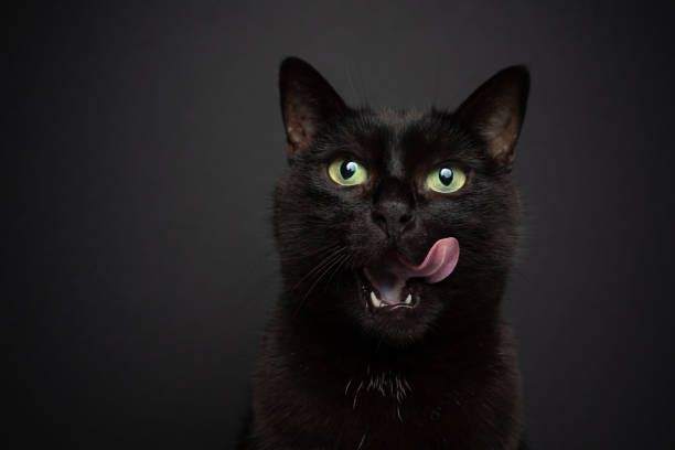 hungry black cat on black background licking lips portrait