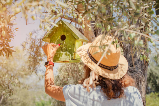 Female ornithologist and birdwatcher pours food into a birdhouse hanging on an olive tree in the park. Hobby and leisure concept Female ornithologist and birdwatcher pours food into a birdhouse hanging on an olive tree in the park. Hobby and leisure concept Birdhouse stock pictures, royalty-free photos & images