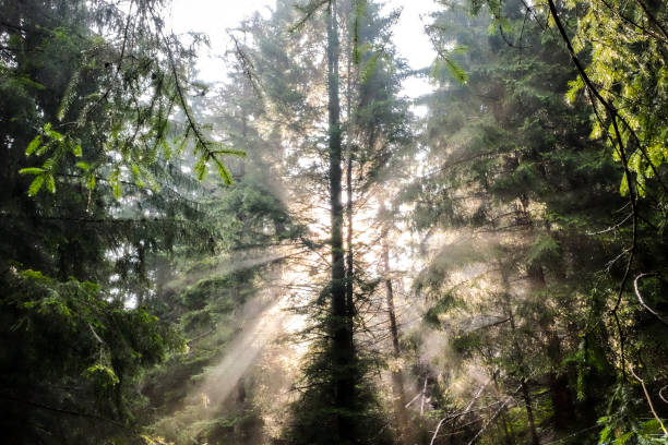 istock The Breath of the forest 1361311053