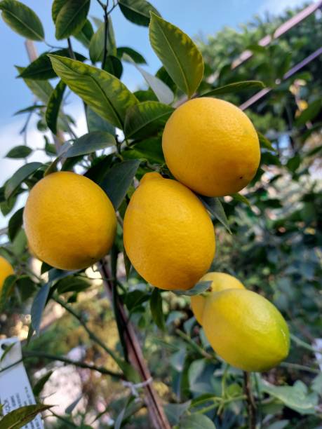istock A bunch lemons hanging on a young lemon tree 1361311961