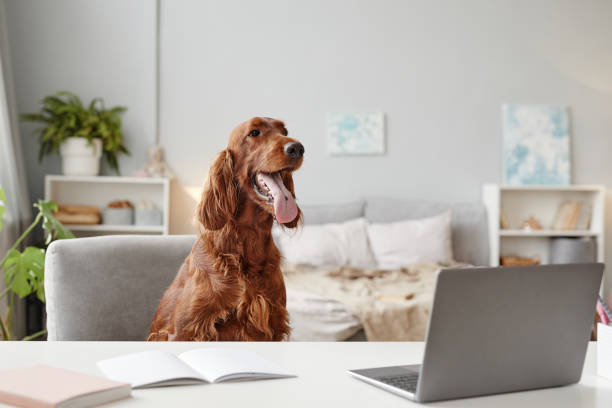 Irish Setter Dog Using Laptop Portrait of big dog using laptop at desk in home interior, copy space irish setter puppy stock pictures, royalty-free photos & images