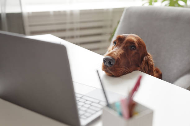 Irish Setter Dog Looking at Laptop Screen Portrait of cute dog looking laptop at screen while sitting at desk in home interior, copy space irish setter puppy stock pictures, royalty-free photos & images