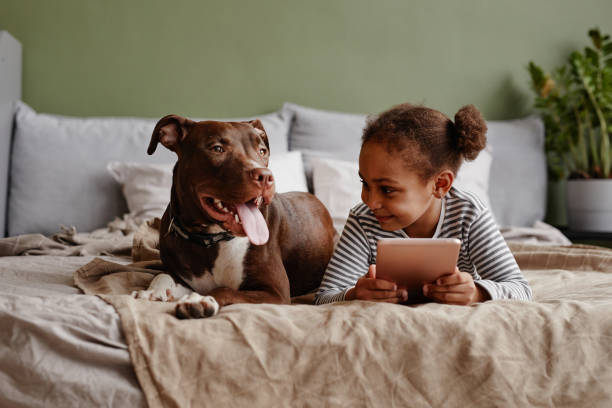 Little African American Girl with Dog on Bed Front view portrait of cute African-American girl lying on bed with big pet dog and smiling, copy space pets stock pictures, royalty-free photos & images