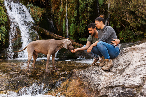 a weimaraner dog drinks water from the hand of his owner and his partner, in a river with a waterfall.