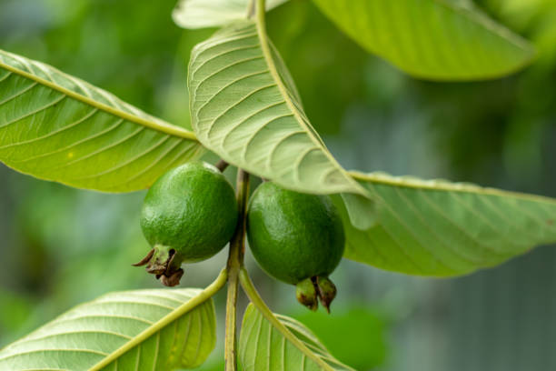istock Green and great guava is a tropical fruit rich in high-profile nutrients 1361314001