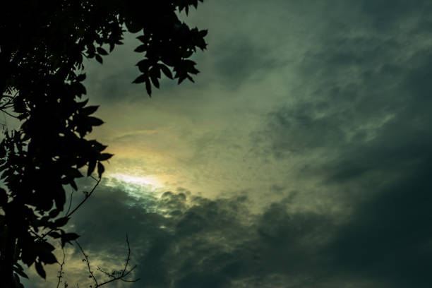 Green leaves under blue sky and white clouds during daytime and the sky is bright and beautiful and has black clouds surround