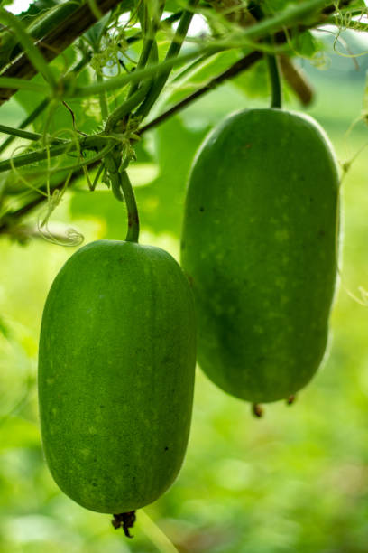 Benincasa hispida, Chal Kumra and It's a popular vegetable Benincasa hispida, Chal Kumra which is commonly called ash gourd, winter melon, winter gourd, wax gourd, etc. belongs to the family Cucurbitaceae, and It's a popular vegetable waxed gourds stock pictures, royalty-free photos & images