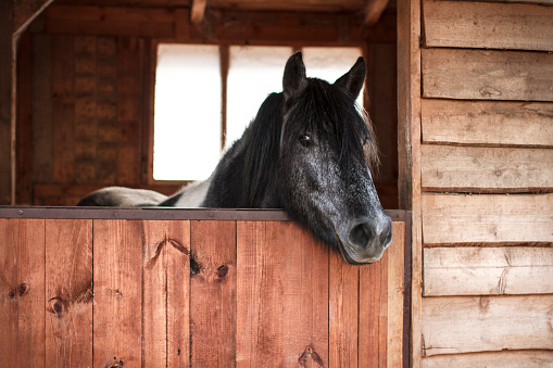 Profile portrait of a beautiful horse posing from a wooden barn window. Close up