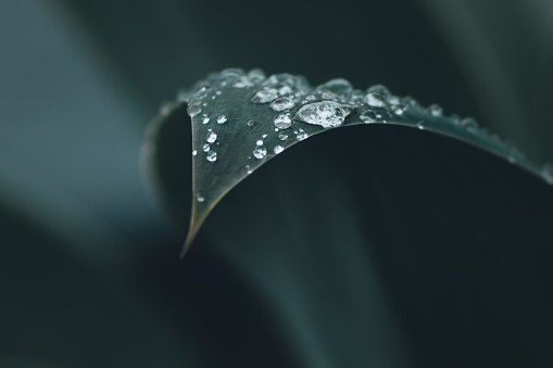 Macro photography of Agave Attenuata or Foxtail plant taken after the rain, showing detail of the leaf with water droplets and blurred background