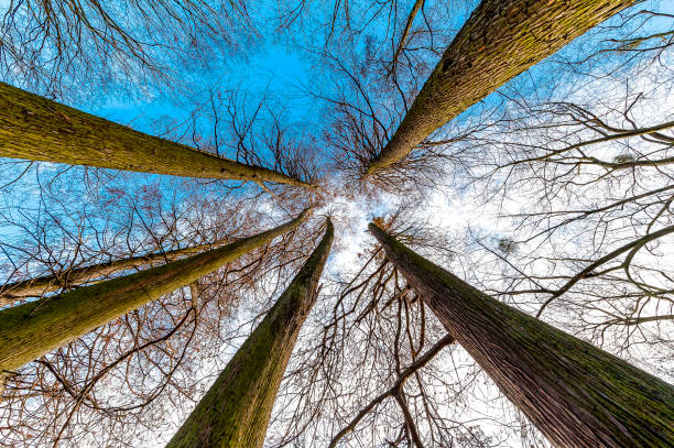 Baumstämme Frog perspective of trunks of deciduous trees in a forest with sky in the background forest dieback stock pictures, royalty-free photos & images