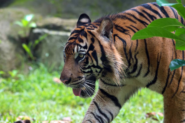 istock Bengal tiger walking in the bush 1361325580