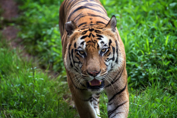 istock Bengal tiger walking in the bush 1361325621