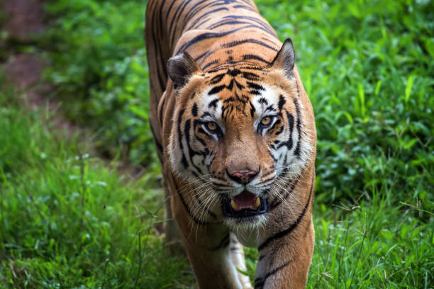 덤불에서 걷는 벵골 호랑이 - tiger animal sumatran tiger endangered species 뉴스 사진 이미지